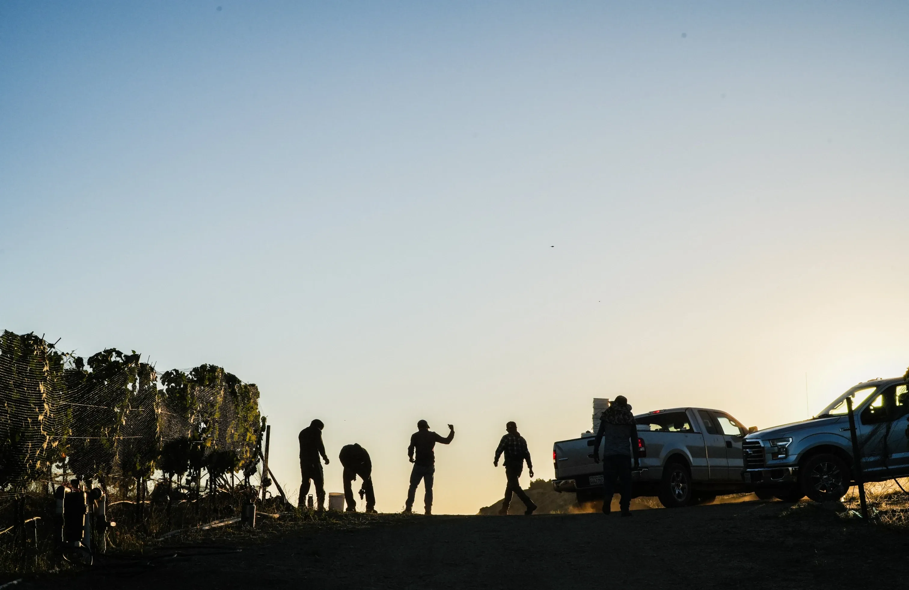 Viticulture At Ojai Mountain Banner