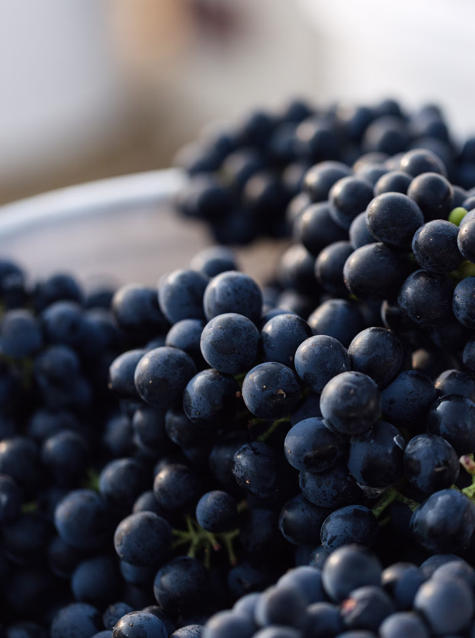 Premium Syrah Grapes at High Altitude in Ojai