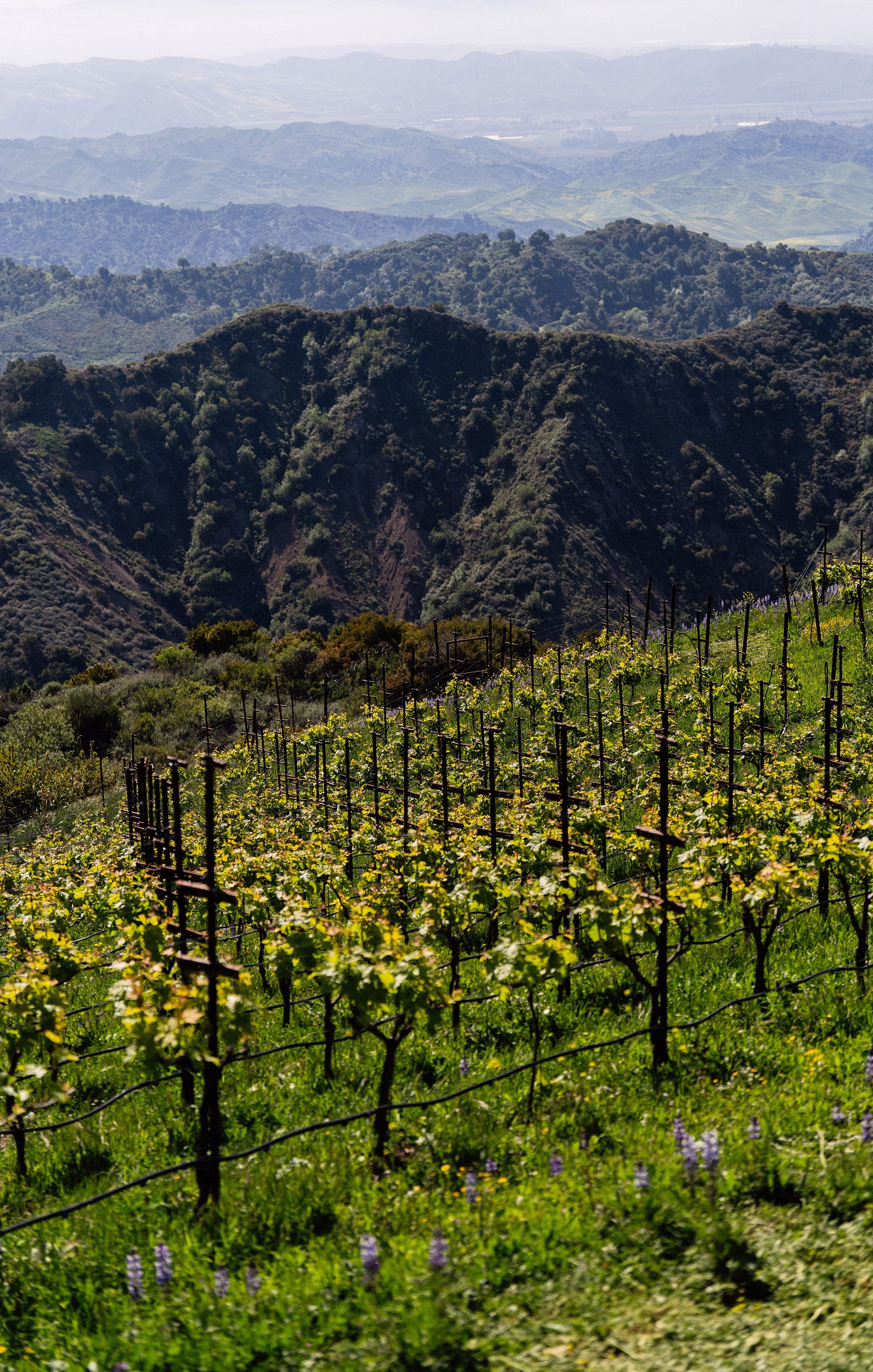 Ojai Mountain estate vineyard