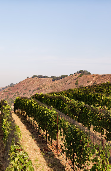 Ojai Mountain terroir Ojai Mountain terroir