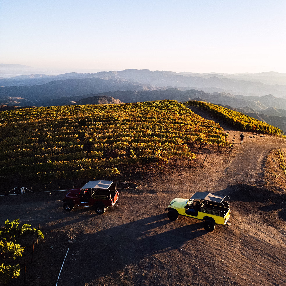 Vineyard rows at Ojai Mountain ridge estate