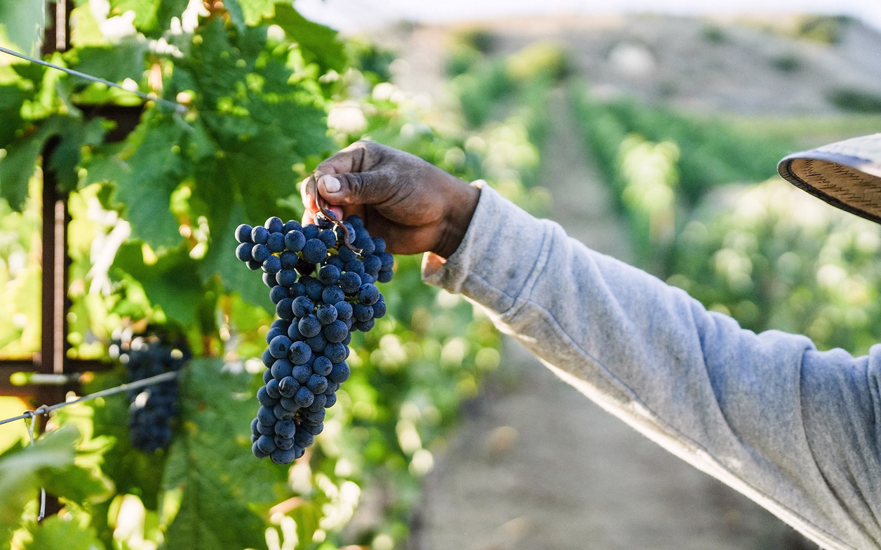 Rhône varietals at Ojai Mountain Estate