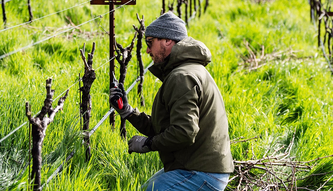 Pruning grapevines at Ojai Mountain Estate