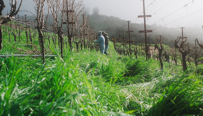 Vineyard worker pruning grapevines at Ojai Mountain Estate