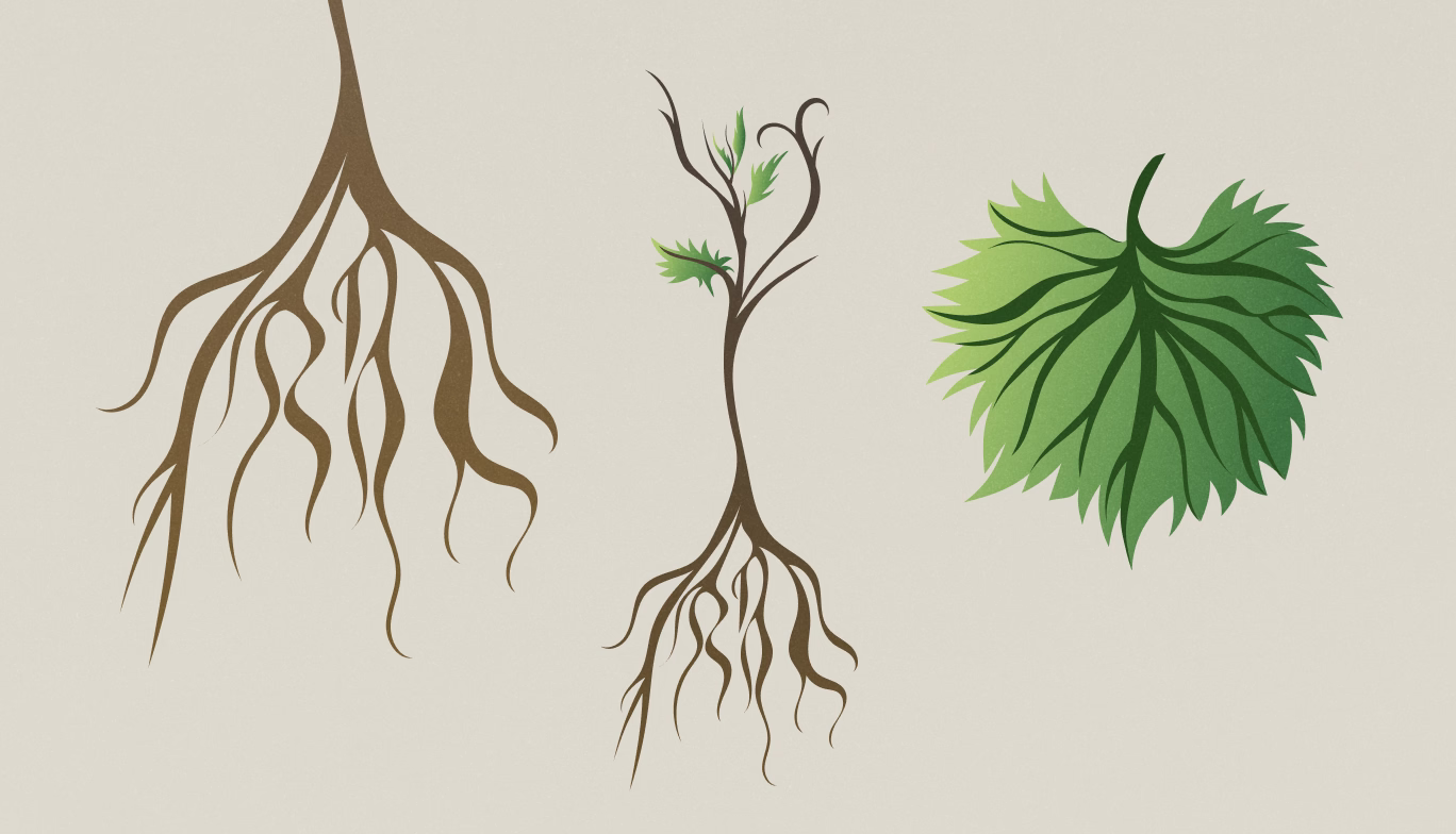 Illustration of 1103 Paulsen rootstock
