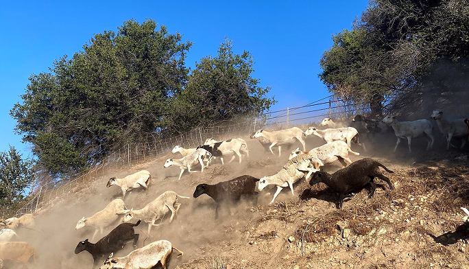 Sheep grazing for fire management at Ojai Mountain Estate
