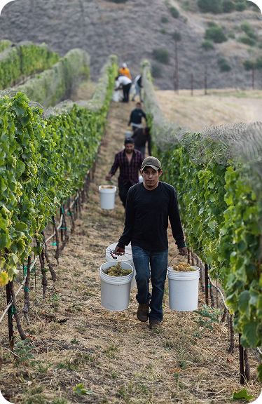 Harvest in the Ojai Mountain vineyard, 2020