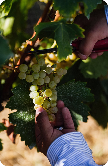White grapes on the vine at Ojai Mountain Estate, 2021