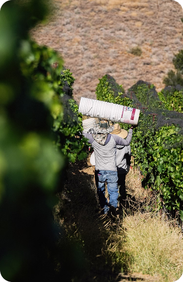 Worker carrying a harvest crate through the vineyard, 2022