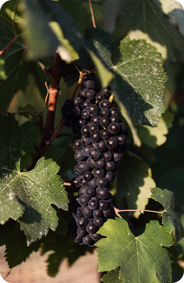 Dark grape clusters at Ojai Mountain Estate, 2023