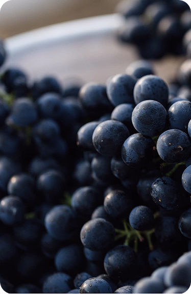 Ripe grapes at Ojai Mountain Estate, 2024