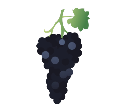 Illustration of a dark Syrah cluster labeled the Alban clone