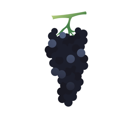 Illustration of a dark Syrah cluster labeled the Estrella clone