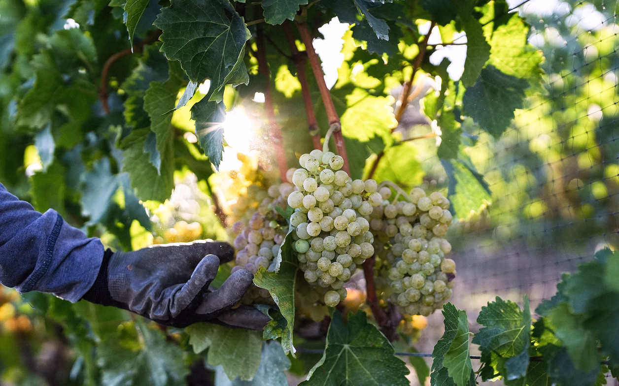 Vineyard landscape at Ojai Mountain Estate