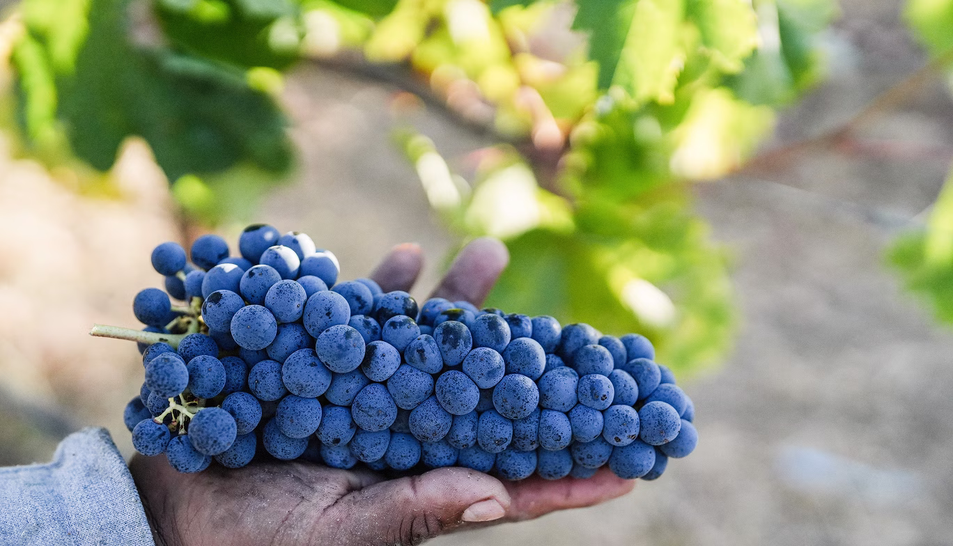 Hand-picked harvest at Ojai Mountain