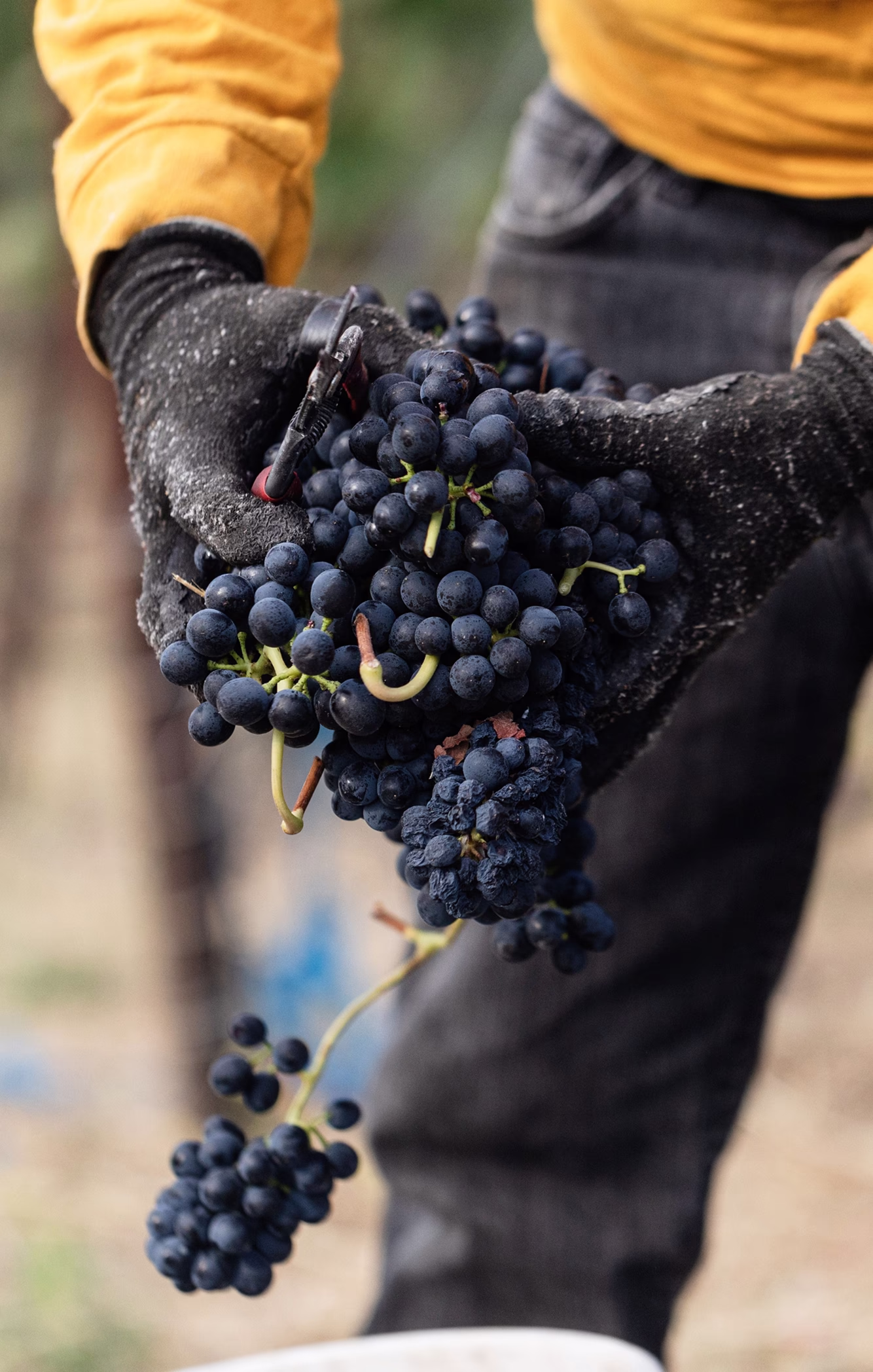 Hands harvesting grapes at Ojai Mountain Estate