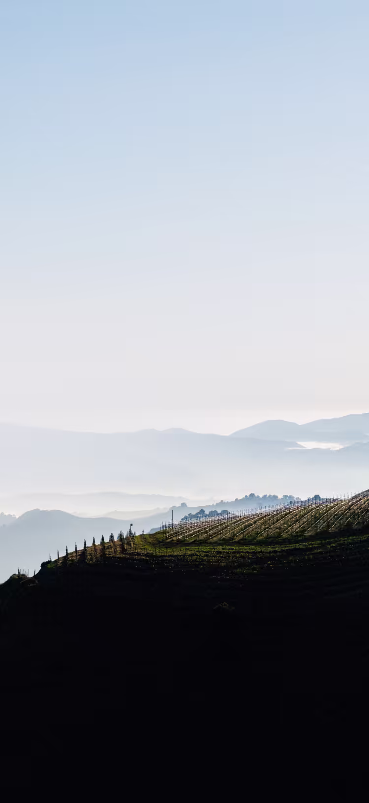 Ojai Mountain Estate high elevation vineyard